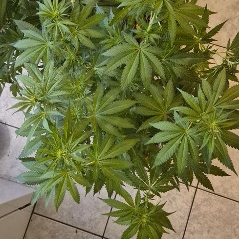 DieAnnas  #2 amnesia lemon/ungedämmter Dachboden growlog timeline photo