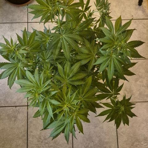 DieAnnas  #2 amnesia lemon/ungedämmter Dachboden growlog timeline photo
