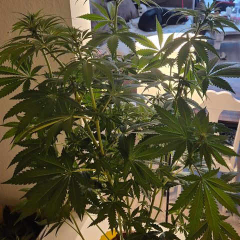 DieAnnas  #2 amnesia lemon/ungedämmter Dachboden growlog timeline photo