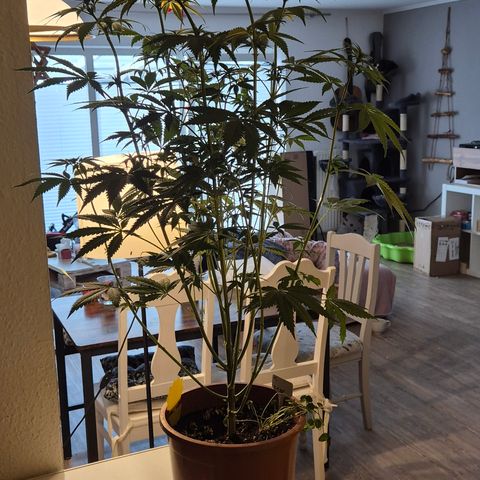 DieAnnas  #2 amnesia lemon/ungedämmter Dachboden growlog timeline photo