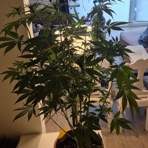 DieAnnas  #2 amnesia lemon/ungedämmter Dachboden growlog timeline photo