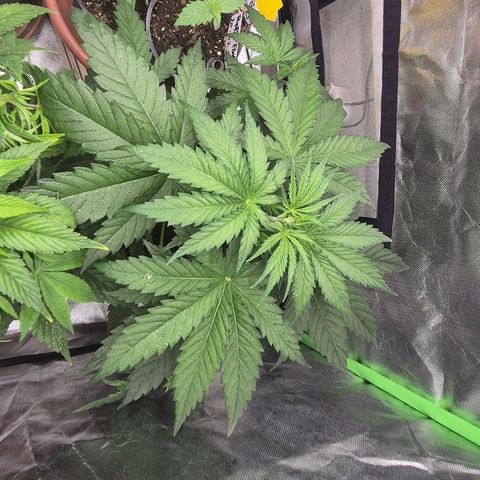 🌅Sherbi photo, blue sunset sherbert, Barneys farm  growlog timeline photo