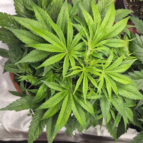 Mimosa evo Photo ♥️ Barney's Farm  growlog timeline photo