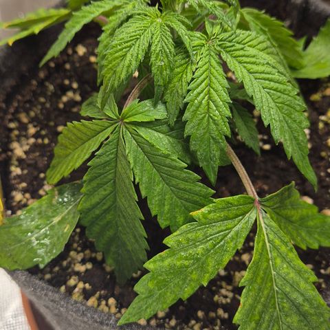 🌈 Zkittles auto🌈 growlog timeline photo
