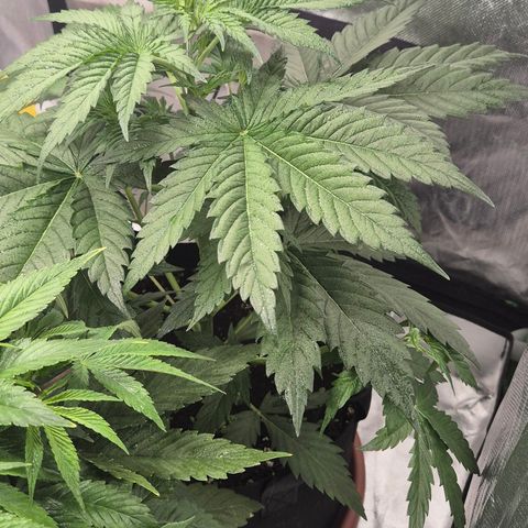 🌅Sherbi photo, blue sunset sherbert, Barneys farm  growlog timeline photo