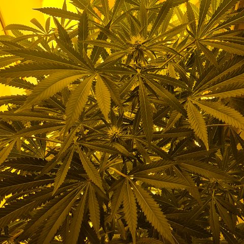 Karli - SHISKABERRY (auto) growlog timeline photo