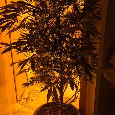 Karli - SHISKABERRY (auto) growlog timeline photo
