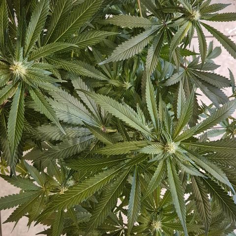 Karli - SHISKABERRY (auto) growlog timeline photo