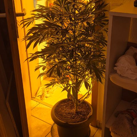 Karli - SHISKABERRY (auto) growlog timeline photo