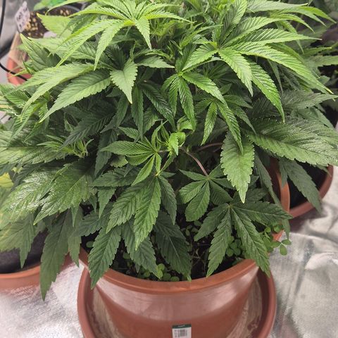 Mimosa evo Photo ♥️ Barney's Farm  growlog timeline photo