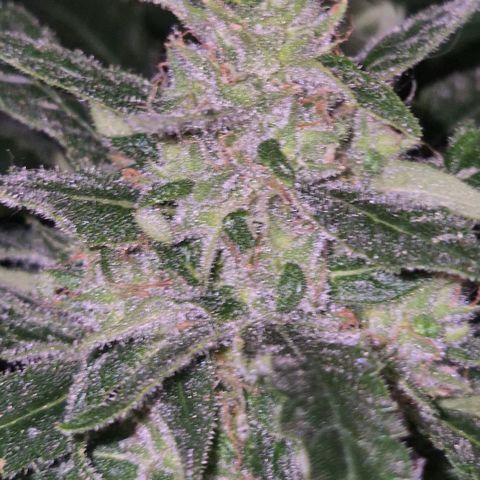 Puple punch  6 growlog timeline photo