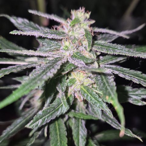 Puple punch  6 growlog timeline photo