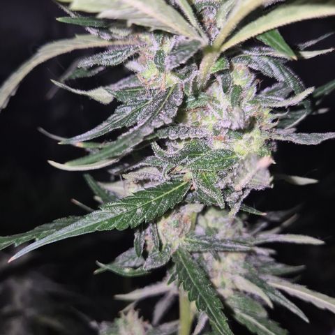 Puple punch  6 growlog timeline photo