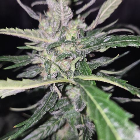 Puple punch  6 growlog timeline photo