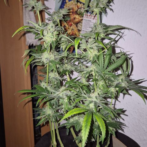 Bonsai Surprised moon, amnesia lemon  growlog timeline photo