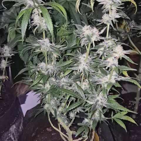 Bonsai Surprised moon, amnesia lemon  growlog timeline photo