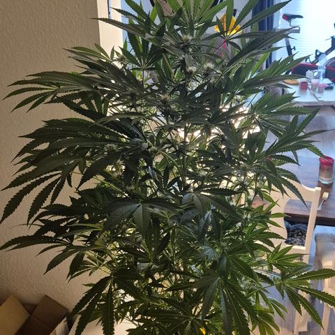 Karli - SHISKABERRY (auto) growlog timeline photo