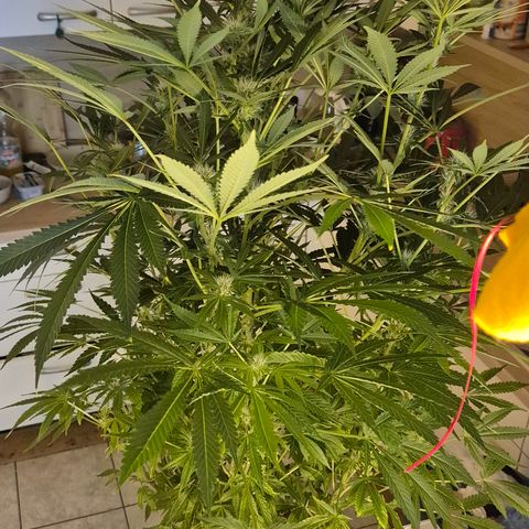 Karli - SHISKABERRY (auto) growlog timeline photo