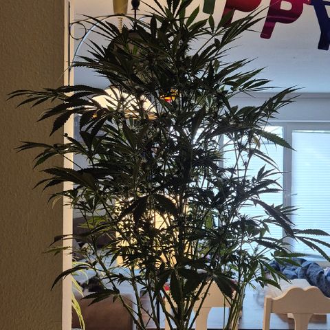 Karli - SHISKABERRY (auto) growlog timeline photo