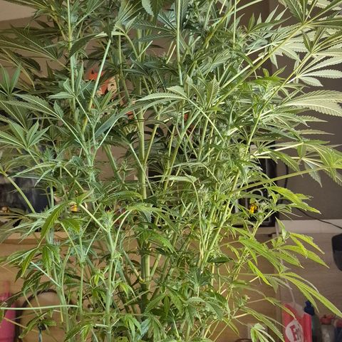 Karli - SHISKABERRY (auto) growlog timeline photo