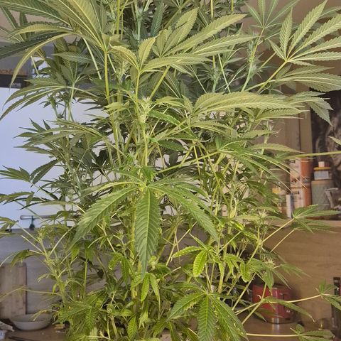 Karli - SHISKABERRY (auto) growlog timeline photo
