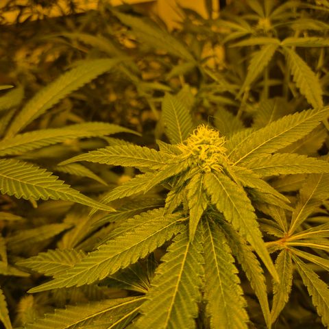 Kushi 😶‍🌫️(rest n. Teilernte/ critical kush, 9.1.24 🎁, Kümmerling) growlog timeline photo