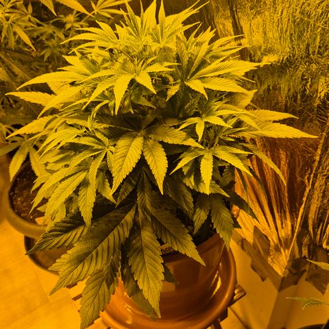 Mimosa evo Photo ♥️ Barney's Farm  growlog timeline photo