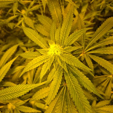 Kushi 😶‍🌫️(rest n. Teilernte/ critical kush, 9.1.24 🎁, Kümmerling) growlog timeline photo