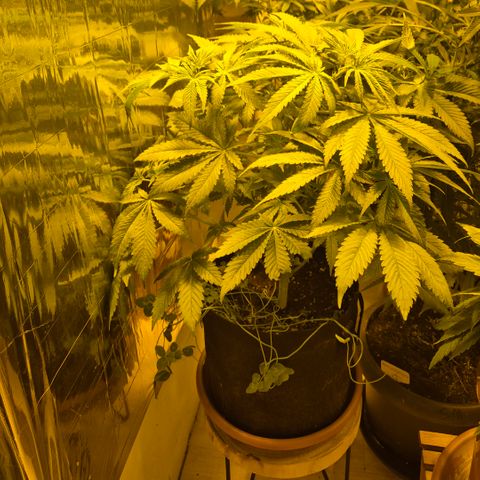 🍍Anna  #1 amnesia lemon  growlog timeline photo