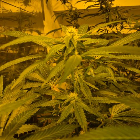 Kushi 😶‍🌫️(rest n. Teilernte/ critical kush, 9.1.24 🎁, Kümmerling) growlog timeline photo