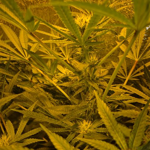 Karli - SHISKABERRY (auto) growlog timeline photo