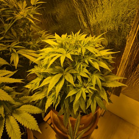 Mimosa evo Photo ♥️ Barney's Farm  growlog timeline photo