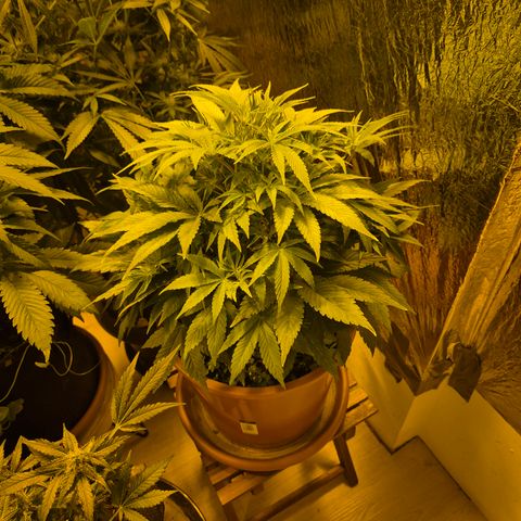Mimosa evo Photo ♥️ Barney's Farm  growlog timeline photo