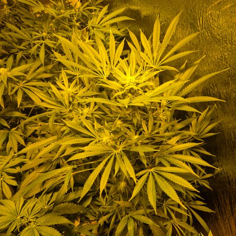 Karli - SHISKABERRY (auto) growlog timeline photo