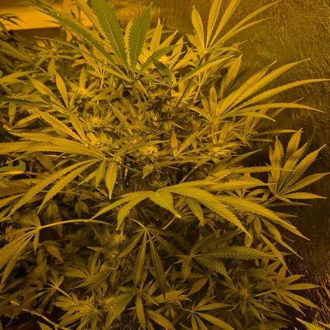 Karli - SHISKABERRY (auto) growlog timeline photo