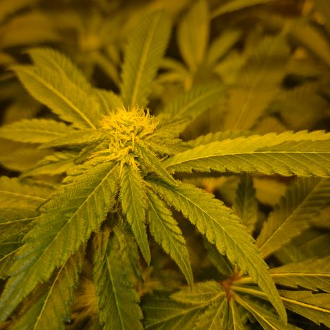 Kushi 😶‍🌫️(rest n. Teilernte/ critical kush, 9.1.24 🎁, Kümmerling) growlog timeline photo