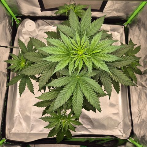 🌅Sherbi photo, blue sunset sherbert, Barneys farm  growlog photo: 😍😍😍