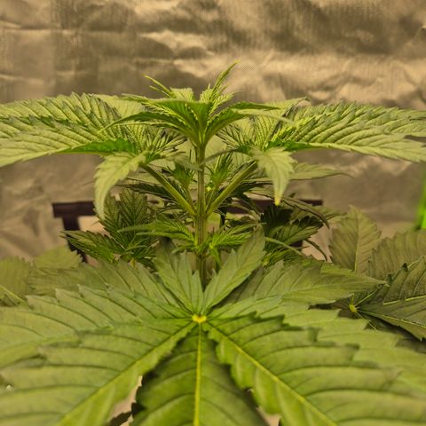 🌅Sherbi photo, blue sunset sherbert, Barneys farm  growlog photo: 😍😍😍