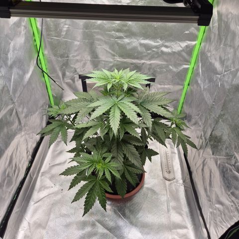 🌅Sherbi photo, blue sunset sherbert, Barneys farm  growlog photo: 😍😍😍