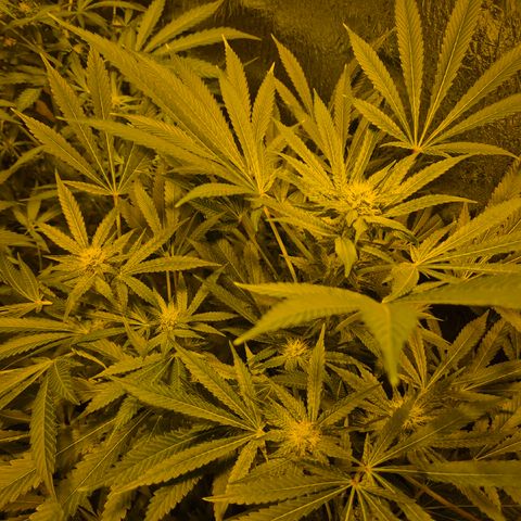 Karli - SHISKABERRY (auto) growlog timeline photo