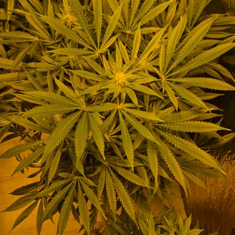 Karli - SHISKABERRY (auto) growlog timeline photo