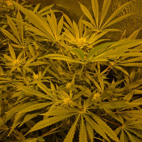 Karli - SHISKABERRY (auto) growlog timeline photo
