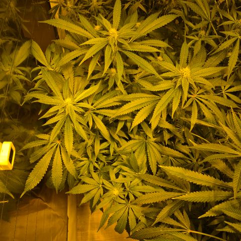 Kushi 😶‍🌫️(rest n. Teilernte/ critical kush, 9.1.24 🎁, Kümmerling) growlog timeline photo