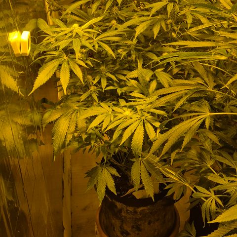 Kushi 😶‍🌫️(rest n. Teilernte/ critical kush, 9.1.24 🎁, Kümmerling) growlog timeline photo