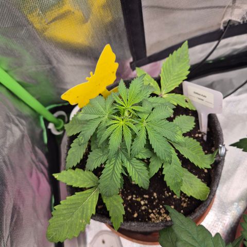 🌈 Zkittles auto🌈 growlog photo: Sieht auch scheiße aus 🤔 gleicher breeder wie Apple fritter auto.. sehen beide nicht gut aus.