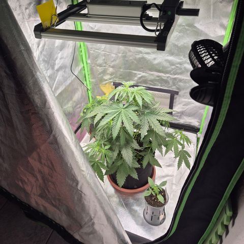 🌅Sherbi photo, blue sunset sherbert, Barneys farm  growlog timeline photo