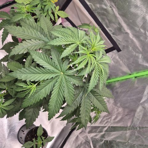 🌅Sherbi photo, blue sunset sherbert, Barneys farm  growlog timeline photo