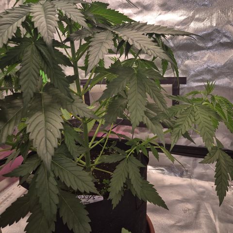 🌅Sherbi photo, blue sunset sherbert, Barneys farm  growlog photo: Tolle seitenäste