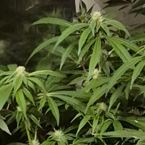 Kushi 😶‍🌫️(rest n. Teilernte/ critical kush, 9.1.24 🎁, Kümmerling) growlog photo: 🤩😍🪴