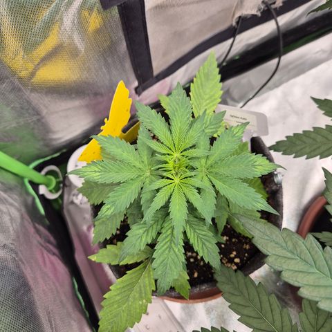 🌈 Zkittles auto🌈 growlog photo: Der selbe kack, alle mit der neuen Erde sehe so als🤔
Vorher Mills,  jetzt Biobizz light mix 🤔🤔🤔